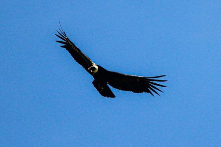 Private Tour to spotting condors at Antisana volcano all included