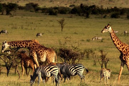 Tala Game Reserve, Phezulu Safari and Natal Lion Park from Durban