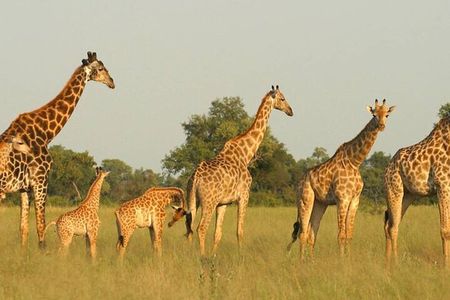 Half Day Safari Tour from Durban
