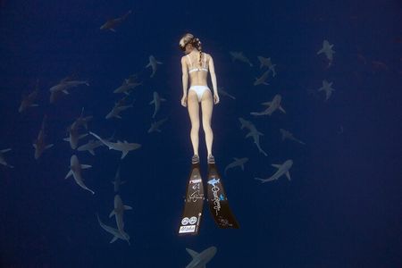 Safe and Educational Shark Dive from Haleiwa: Sharks Guaranteed