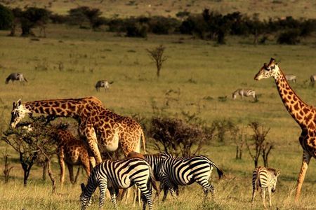 4 Day Garden Route & Addo National Park Tour from Cape Town