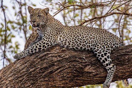 3 Day Garden Route & Botlierskop Game Safari From Cape Town 