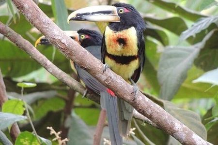 2 Days Private Tour to Mindo with Adventures and Birdwatching 