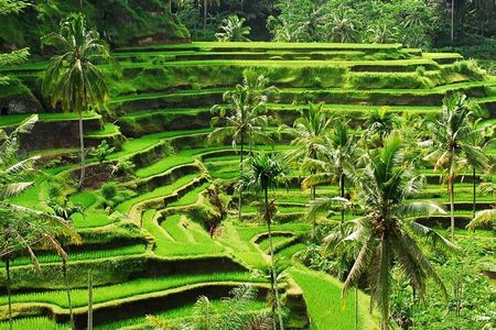 Best of Ubud: All-Inclusive and Private Full Day Tour