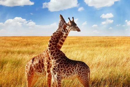 4 Day Small Group Garden Route Tour in Cape Town