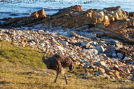 Table Mountain & Cape Point Experience from Cape Town Full Day 