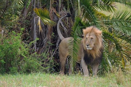 5 Day Tour of Lake Naivasha Lake Nakuru and Masai Mara Reserve