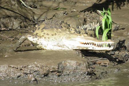 Animal Sightseeing Boat Tour in Palo Verde National Park
