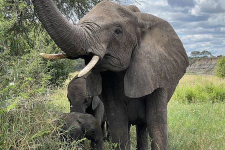 Day Tour to Tarangire National Park from Arusha