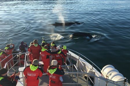 Whale Watching from the Heart of Akureyri