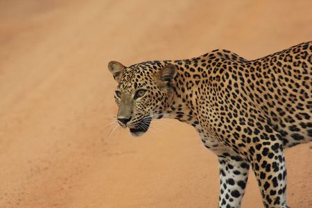 From: Ella - YALA Safari - Drop off: Arugam Bay / Arugambay