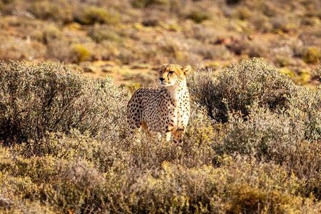 Aquila Game Reserve Big 5 Safari with Wine Tasting and Lunch