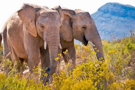 Aquila Game Reserve Big 5 Safari with Wine Tasting and Lunch