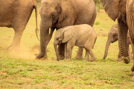 Private Group Addo Full Day Safari & Traditional Braai (BBQ)Lunch
