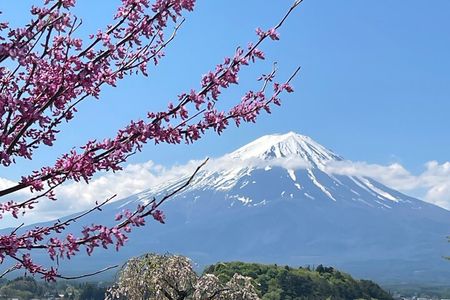 Mt. FUji and Cherry Blossom Day Trip with English Speaking Driver