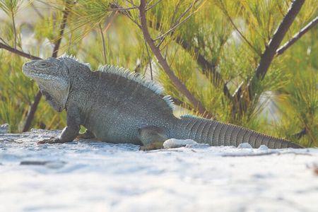 3HR Clear Kayak Mangrove and iguana island Tour in Leeward