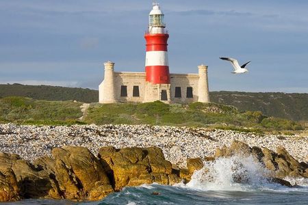 Cape Agulhas Full-Day Private Tour & Wine Tasting from Cape Town
