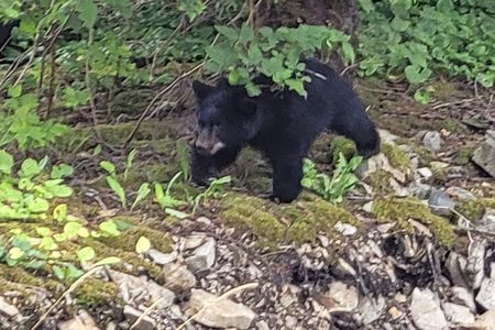Alaska Wildlife Waterfall Tours
