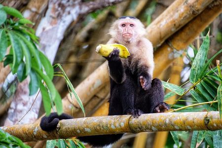 Guided boat tour on the Panama Canal and visit the wildlife