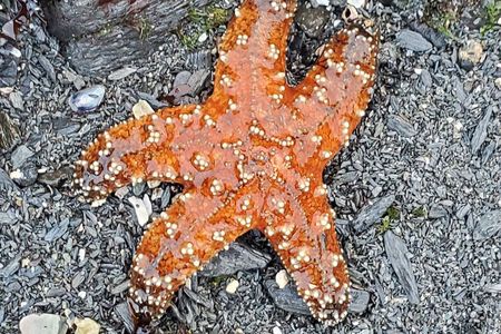 Alaska Wildlife Waterfall Tours