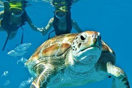 2 Hours Turtle Feeding, Shipwreck & Reef Snorkeling Tour Barbados