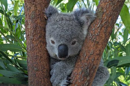 Koalas, Kangaroos, Dingoes, Waterfalls with Scenic Train Journey