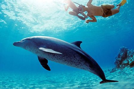 Snorkeling with Dolphins and Lunch at Sataya Reefs From Marsa