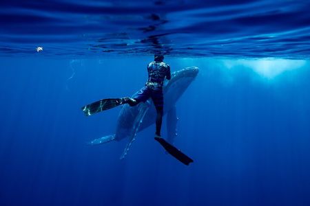 Private Whale Watching Adventure in Mo'orea