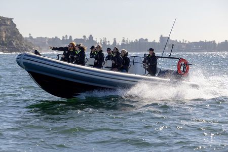 Sydney Whale Watching on Small RIB
