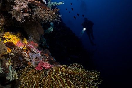 Night Dive