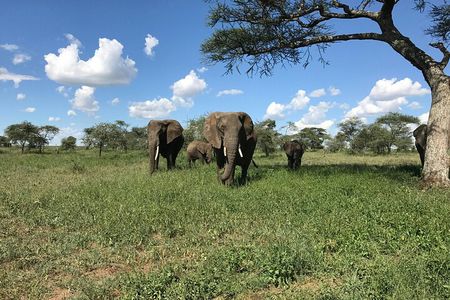 4-Days Tour to Tanzania National parks
