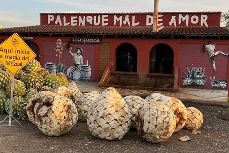 Distillery Tour and Agave Fields by Mal de Amor Mezcal