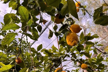 Nonna Concettina Sorrento Lemon Tour