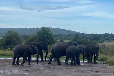 Private one day Game Drive in Akagera National Park with Lunch