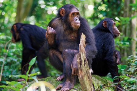 3 Day Chimpanzee Trek in Nyungwe Forest and Lake Kivu Holiday