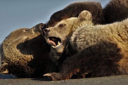  Yellowstone Wildlife and Photo Upper Loop from West Yellowstone 