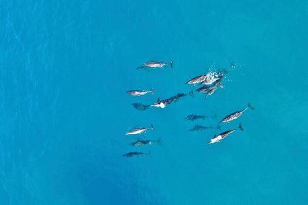 Dolphin Sighting at Sunrise in Mauritius with a snorkeling spot