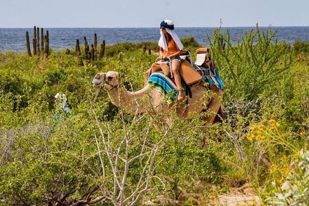 Cabo San Lucas Camel Ride and Encounter on Beach and Desert