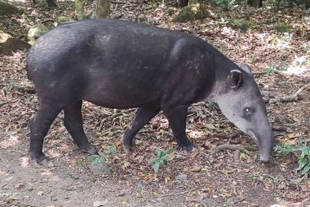 Rincon de la vieja volcano hike + hot springs volcanic mud 