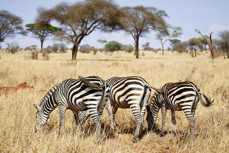 4-Day Private Safari in Mikumi & Ruaha National Parks