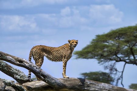 5 Day Serengeti to Ngorongoro Tanzanian Safari Tour
