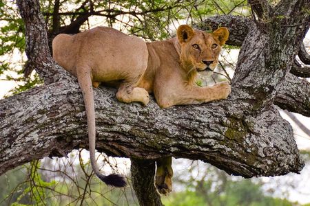 Nairobi National Park half-Day Tour; Free wifi Connection