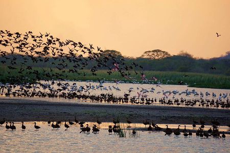 Palo Verde Boat Safari
