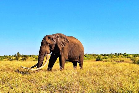 Kruger Park Full Day Guided Safari