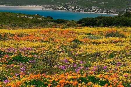 Cape West Coast Flower Tour