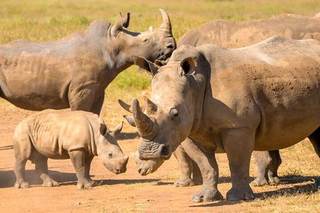 Amboseli & Nairobi National Park 3 Day Safari