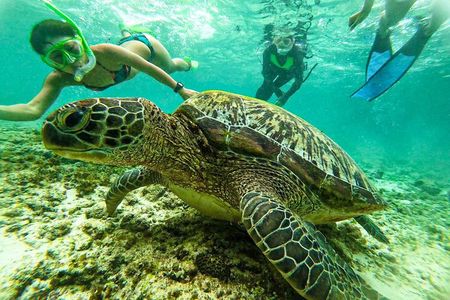 Oslob Whale Sharks and Moalboal Sardine Run, Sea Turtles Tour