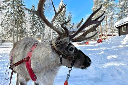 Arctic Huskies & Reindeers, Snowshoeing in Wildness