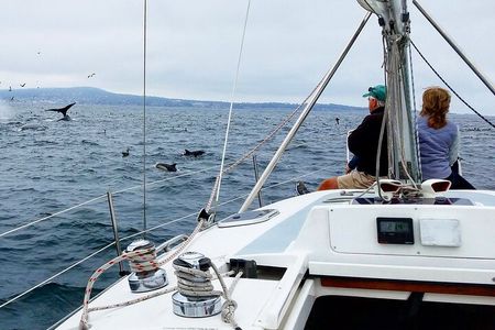 Monterey Private 3 - 4 Hour Whale Watching Cruise