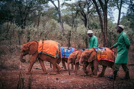 Nairobi National Park with Elephant Orphanage and Giraffe Center.